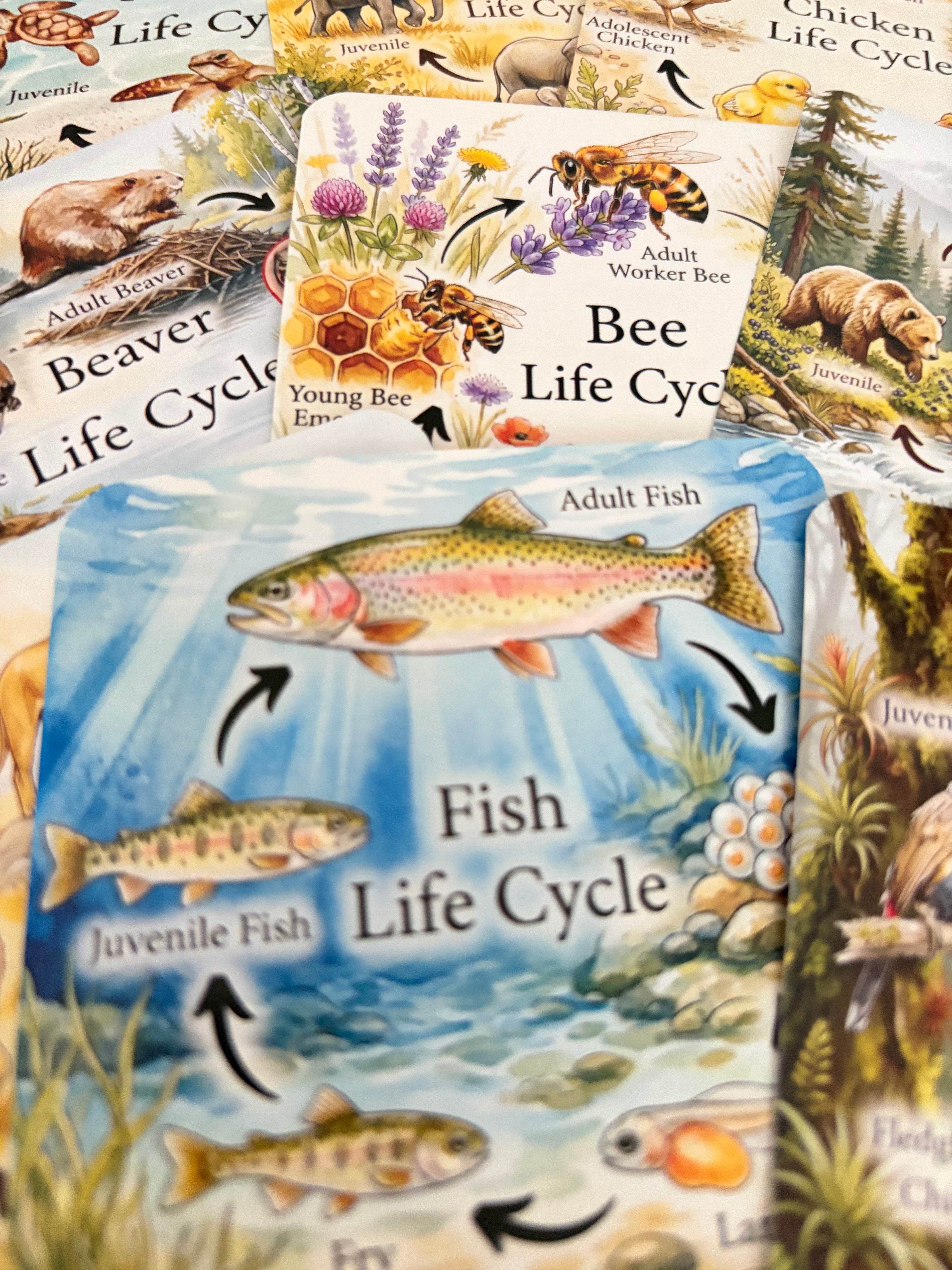 Jeu éducatif - 20 cycles de vie animaux - Montessori
