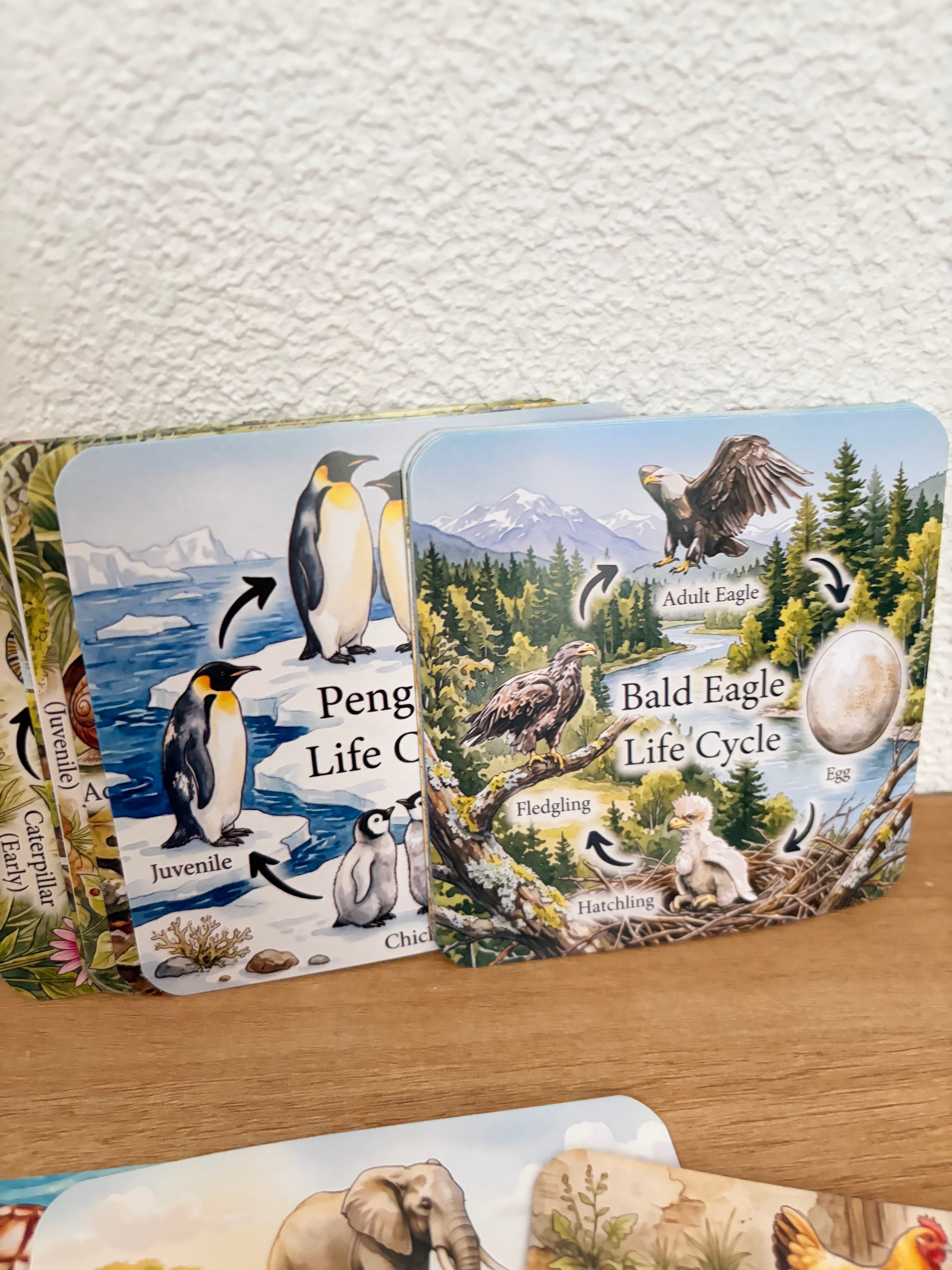 Jeu éducatif - 20 cycles de vie animaux - Montessori