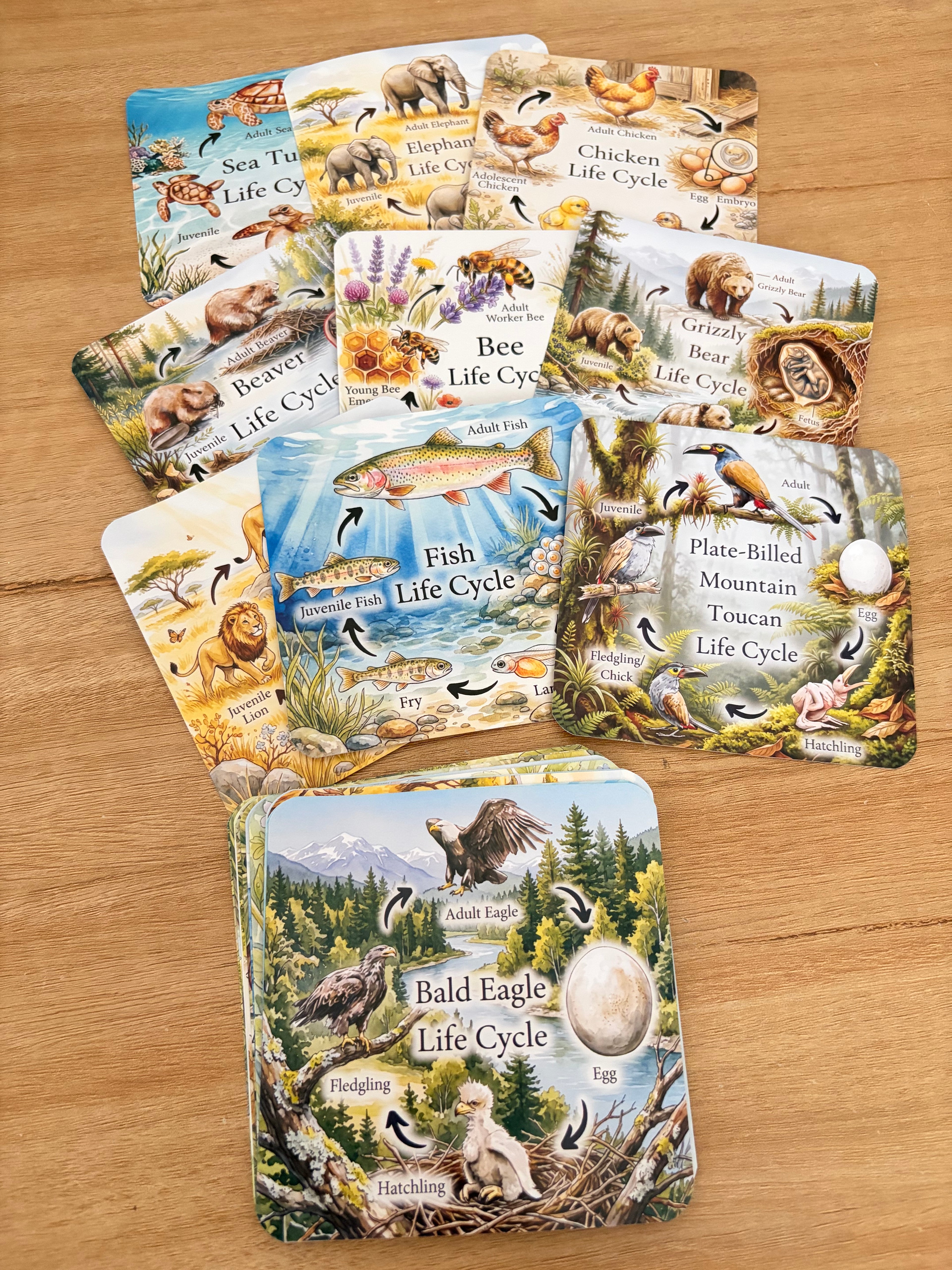 Jeu éducatif - 20 cycles de vie animaux - Montessori